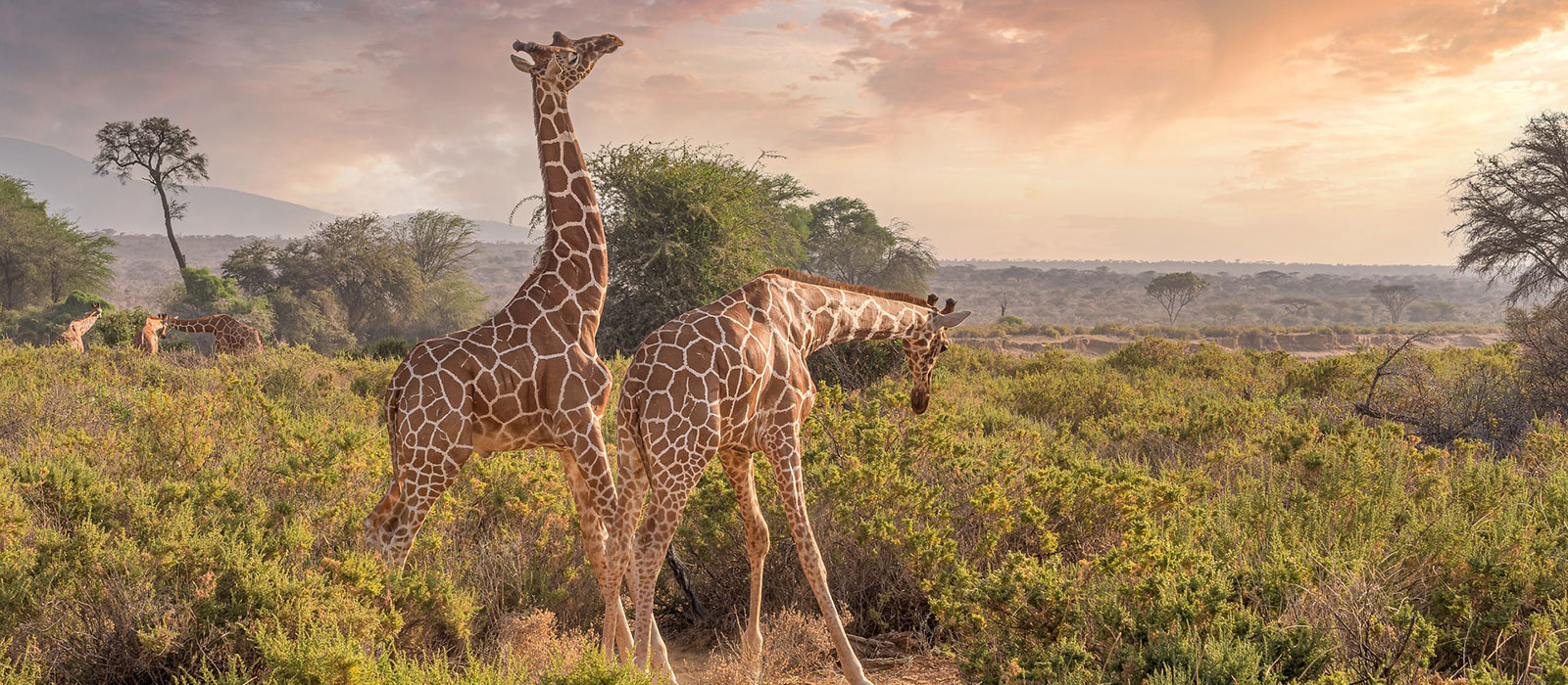 Discover Wildlife Safari Packages In Kenya