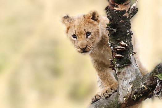 cub on tree