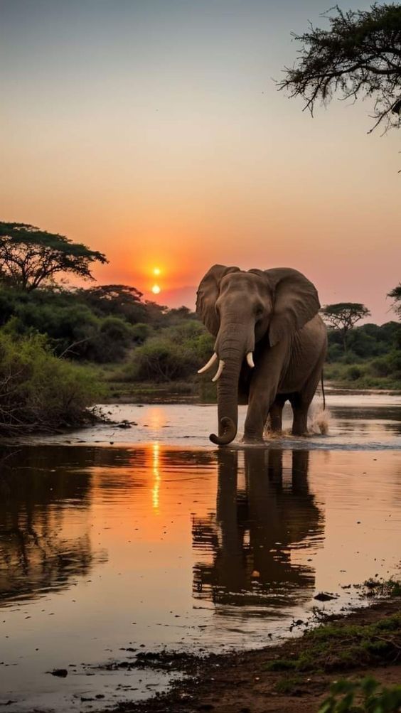Elephant crossing river