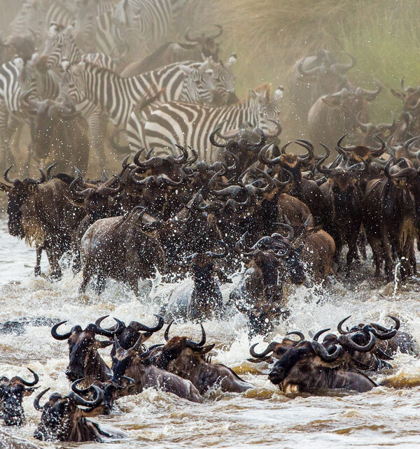 Maasai Mara reserve